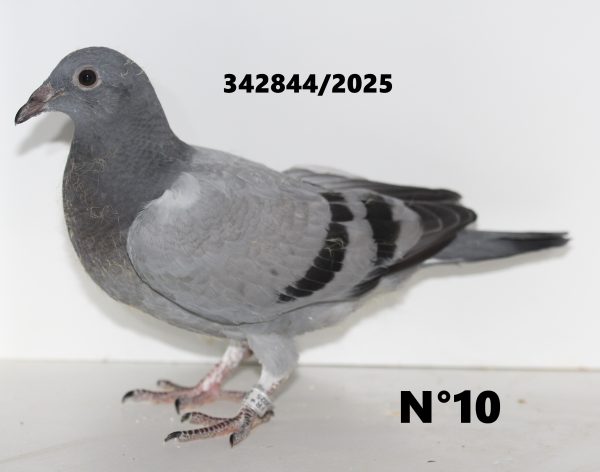 342844