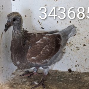 343685