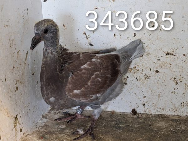 343685