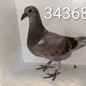 343685