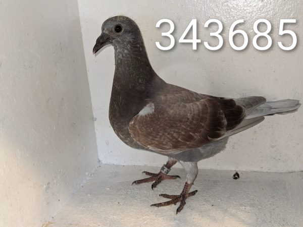 343685