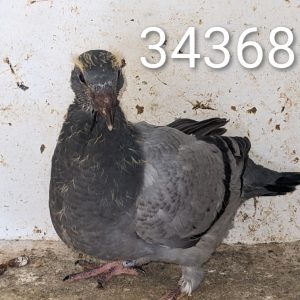 343686