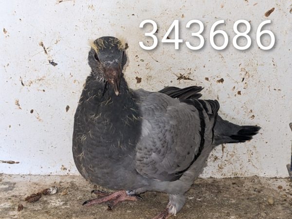 343686