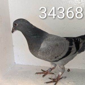 343686