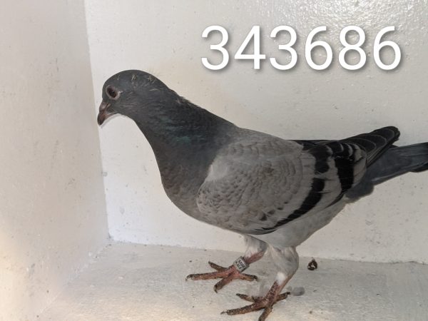 343686