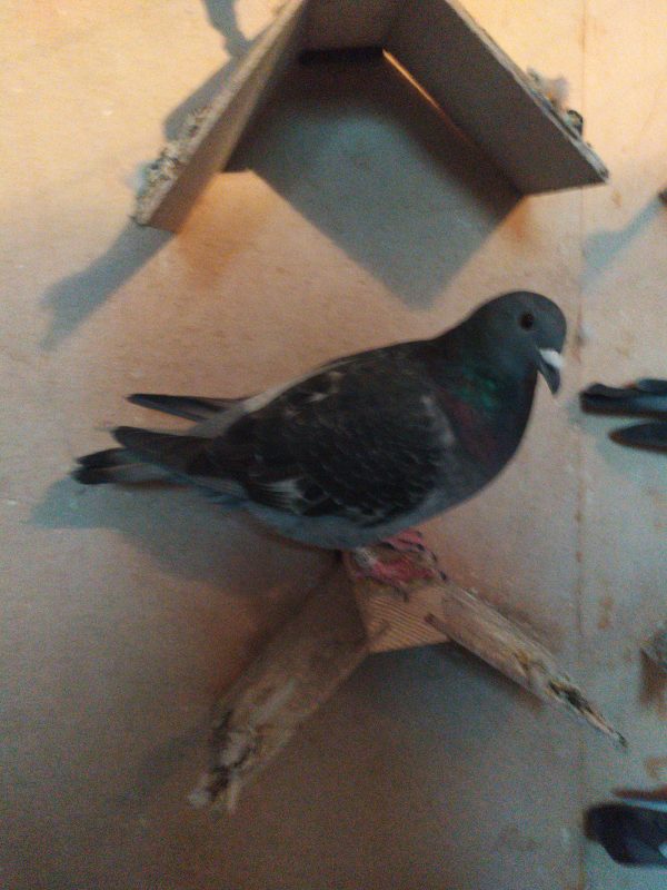 Bonnin rené vente forges photo pigeon
