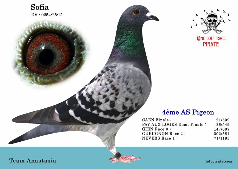 N° 55 : DV-0254-25-21 F  – Team Anastasia