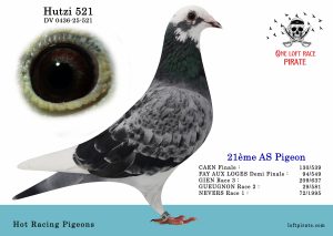 N° 57 : DV-0436-25-521 F  – Hot Racing Pigeons