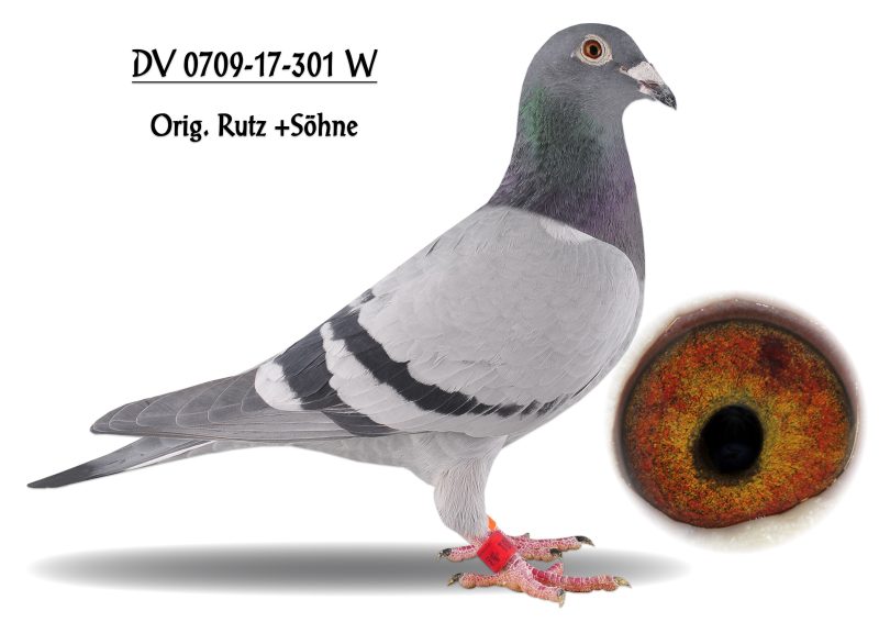 Hoffstetter mere rutz