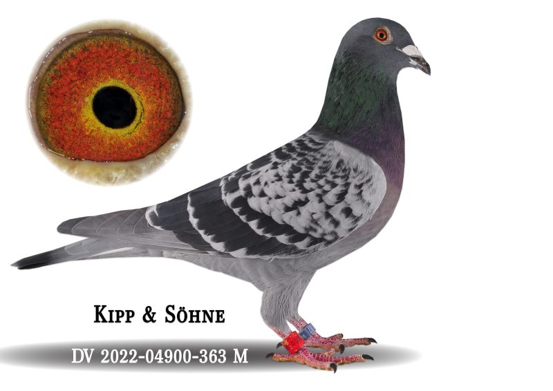 Hoffstetter pere kipp 1