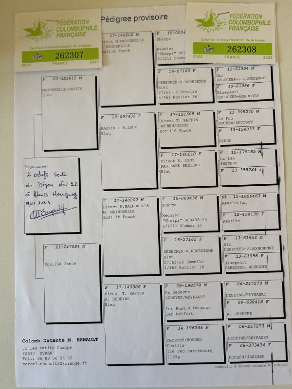 Hougay pedigree du male père du jeune 2026 (1)