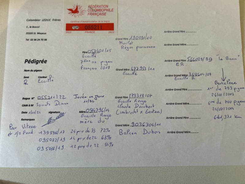 Hougay pedigree du male père du jeune 2026 (2)