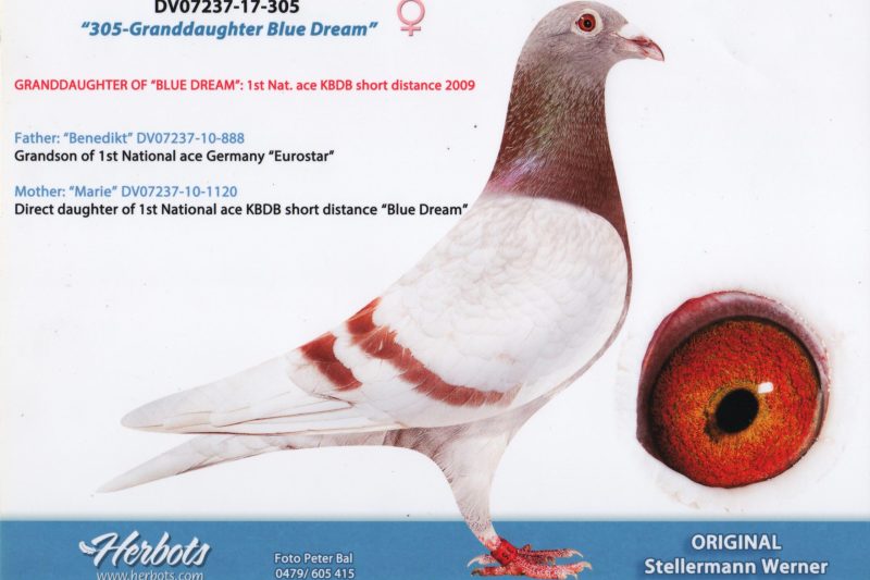 Mere 246012 (2)