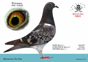 N° 51 : PT-2025-5159186 F  – Tricana
