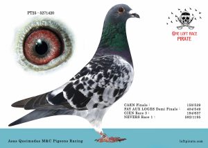 N° 52 : PT-2025-5271420 M  – Asas Queimadas M&C Pigeons Racing