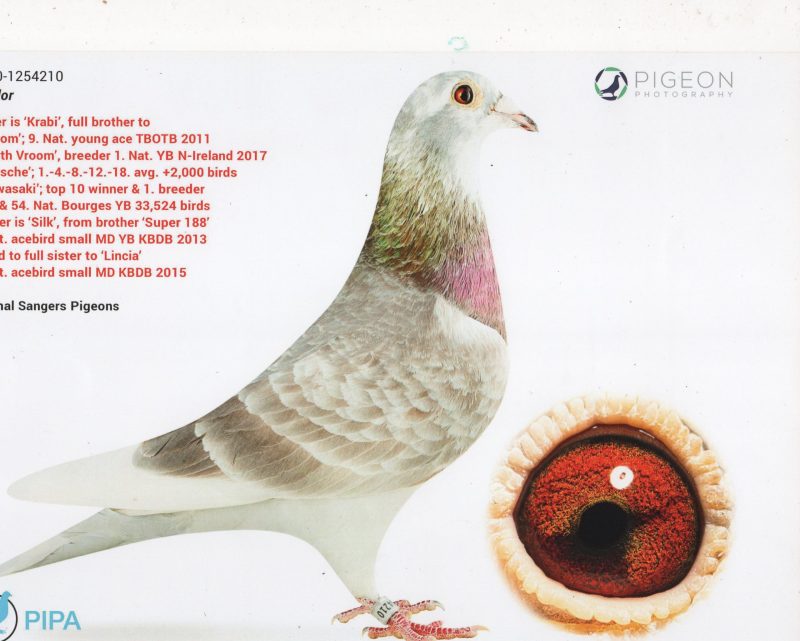 Pere 246012