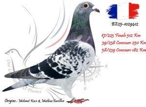 N° 17 : BE25-1029412