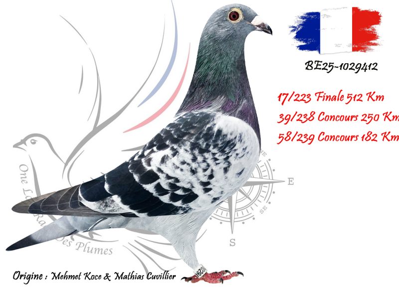 N° 17 : BE25-1029412