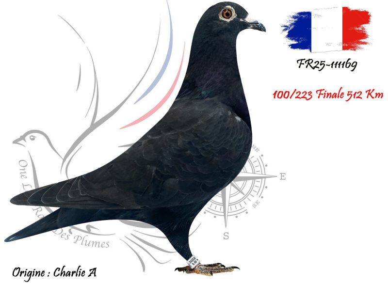 N° 100 : FR25-111169