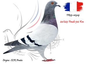 N° 20 : FR25-112309