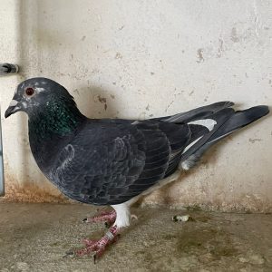 135996