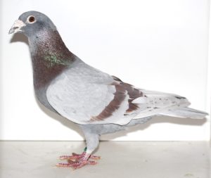 N° 11 : Mâle Meunier 1482467-2018 un M&S KOBAL