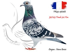 N° 32 : FR25-156066