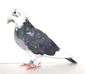 N° 3 : Mâle Noir Macotté 221710-2016 du Colombier FONTAINE Pf