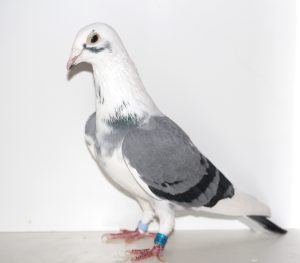 N° 4 : Femelle Bleue Macottée 247077-2016 Une Christophe CLABAUX