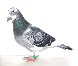 N° 6 : Femelle macottée 254050-2018 Une Roger SENICOURT