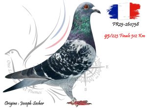 N° 95 : FR25-260758