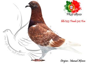 N° 66 : FR25-285021