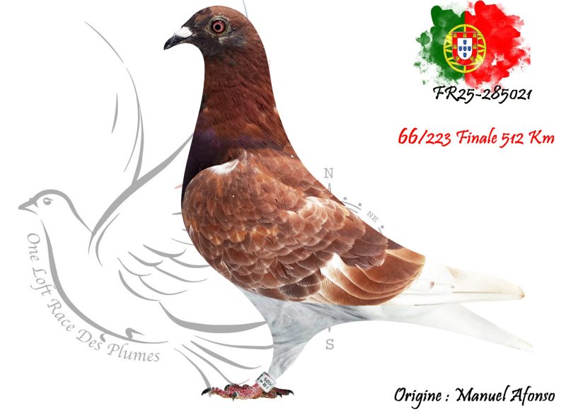 N° 66 : FR25-285021