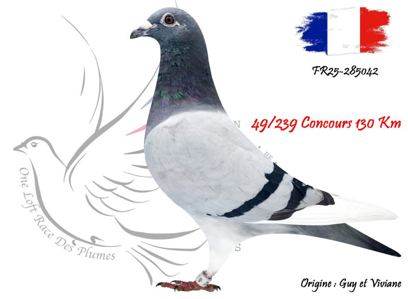 N° 105 : FR25-285042