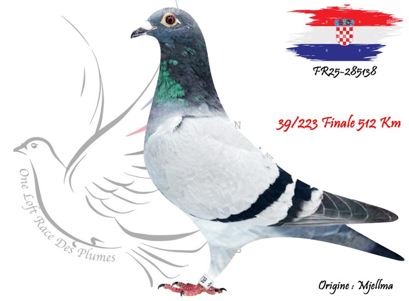 N° 39 : FR25-285138