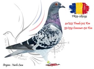 N° 41 : FR25-285293