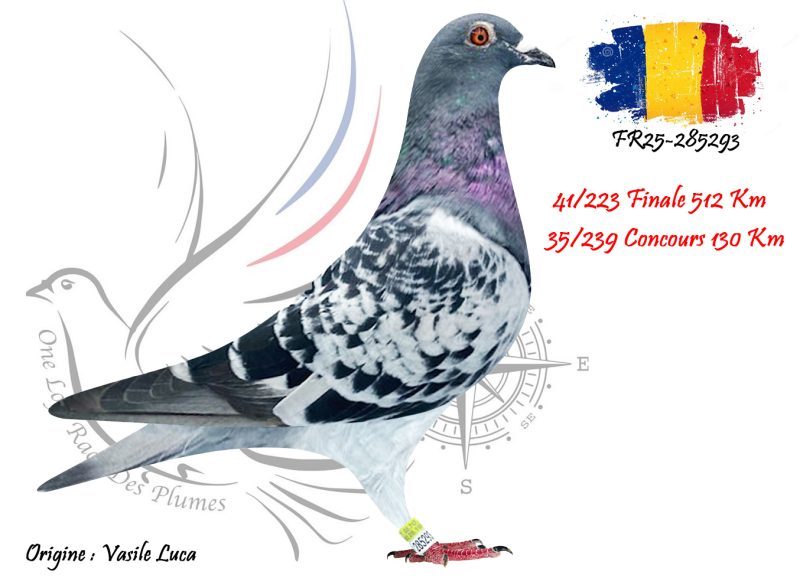 N° 41 : FR25-285293