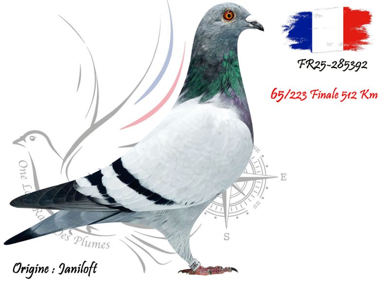 N° 65 : FR25-285392