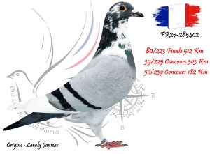 N° 80 : FR25-285402