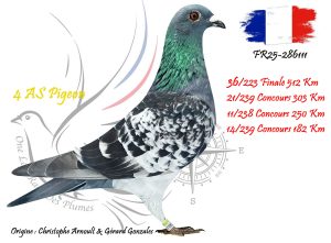 N° 36 : FR25-286111