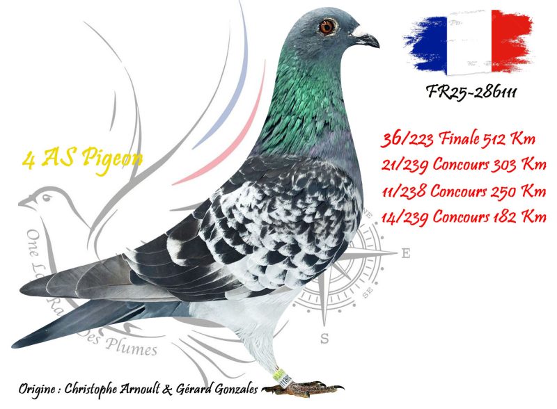 N° 36 : FR25-286111