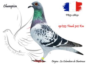 N° 19 : FR25-286131