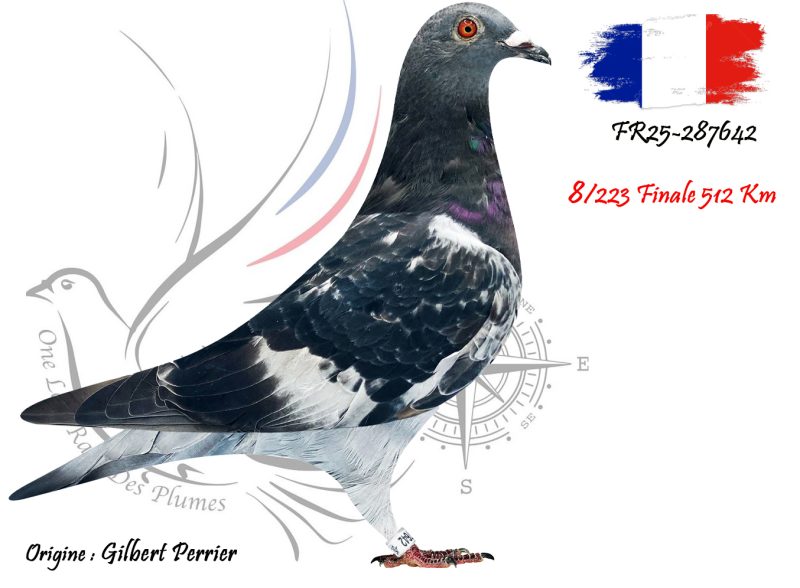 N° 8 : FR25-287642