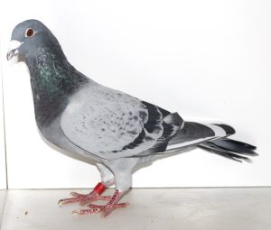 N° 5 : Mâle Persillé pls bls 3013873-2022 Un pigeon du colombier WYNANTS Racing Pigeon
