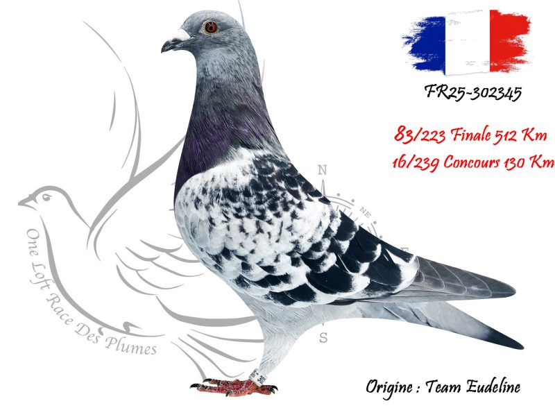 N° 83 : FR25-302345