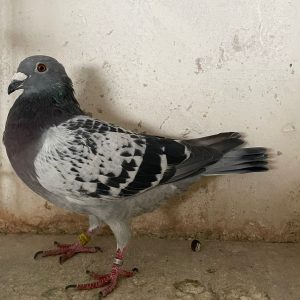 314990