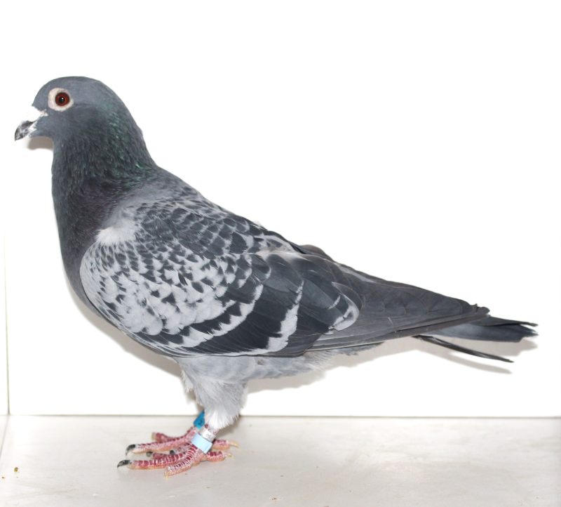 N° 7 : Mâle Ecaillé 324075-2021 pur Eric VITEL