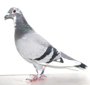 N° 8 : Femelle Bleue macottée 333711-2021 d’Eric VITEL