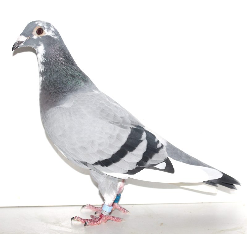 N° 8 : Femelle Bleue macottée 333711-2021 d’Eric VITEL