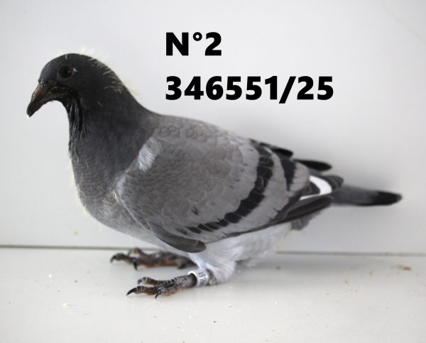 346551